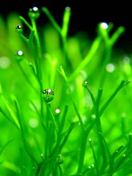 PRETEND&Iacute;A REGALARTE MARIPOSAS